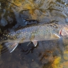 brook-trout-2