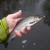2 years old grayling